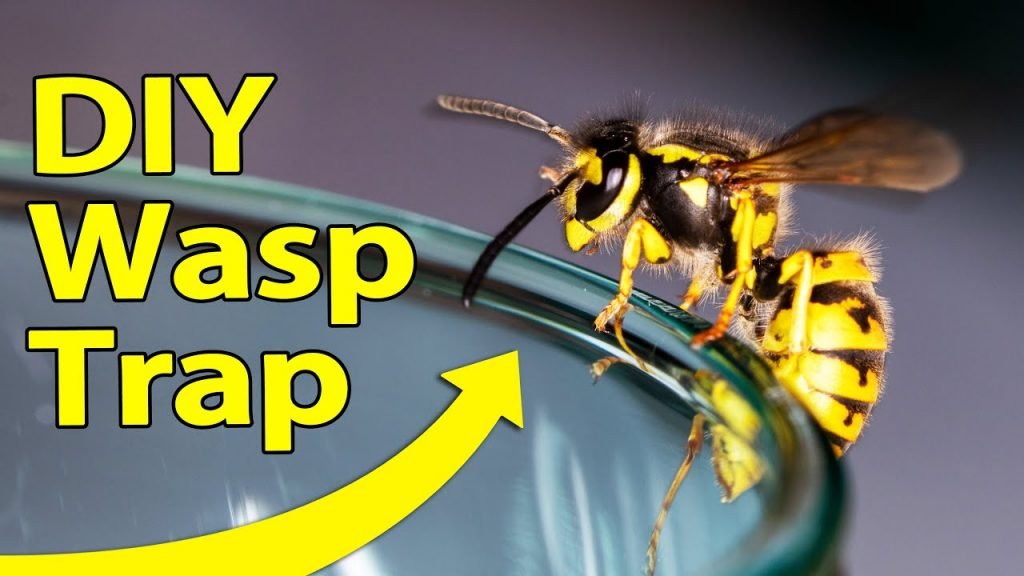 DIY Hornet Trap for Keeping your Home Protected