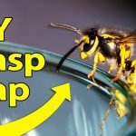 DIY Hornet Trap for Keeping your Home Protected