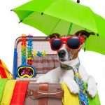 Where To Leave Your Pet While You’re Away On Holiday