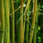 Bamboo