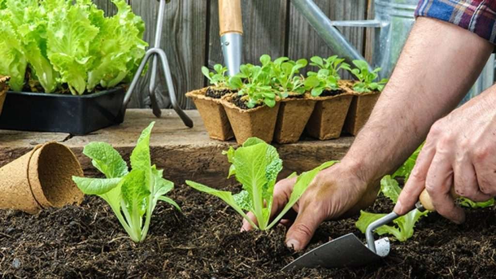 gardening