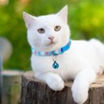 Cat Collar Charms