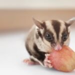 Sugar gliders are adorable marsupials