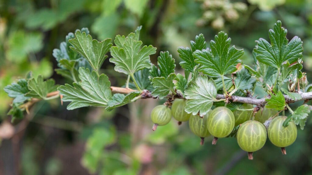 Gooseberry Bush Pruning