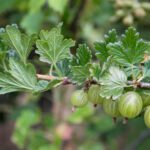 Gooseberry Bush Pruning