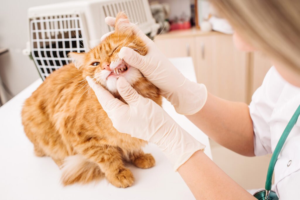 pet grooming