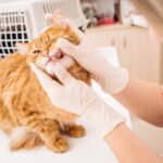pet grooming