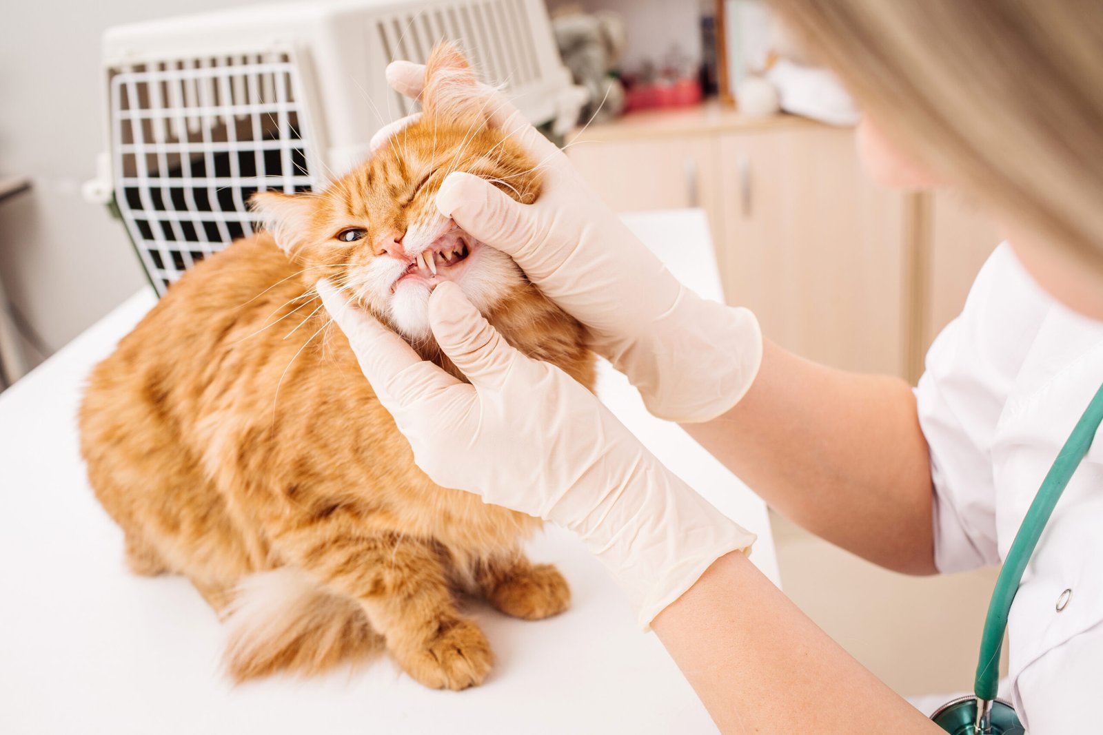 pet grooming