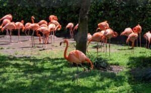 What Makes Flamingo Transworld’s Iceland Tours Truly Different from Regular Packages?