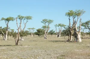 Why Namibia’s Etosha National Park Should Be Your Next Safari Destination Namibia’s Etosha National Park